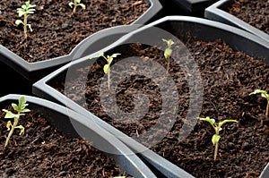 Close view at tiny tomato seedlings planted in flower pots