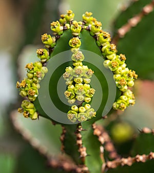 Close view of Transvaal candelabra tree, or bushveld candelabra euphorbia