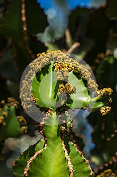 Close view of Transvaal candelabra tree, or bushveld candelabra euphorbia