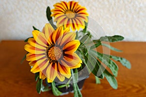 Close view of two flowers of Gazania rigens Big Kiss Yellow Flame