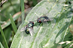 Close view of two green  flies on a leef