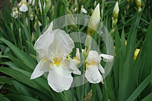 Close view of two white flowers of Iris germanica