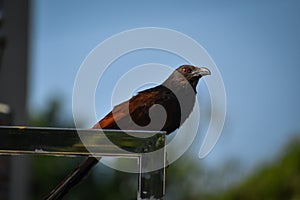 Close view of a typical cuckoo bird during the spring season