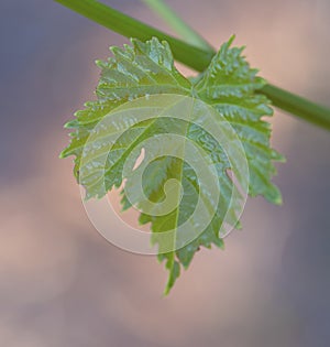 Close View of Vine Leaf.