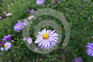 Close view of violet flower of Michaelmas daisies