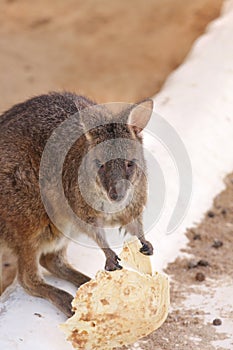 Close view of Wallaroo eating food