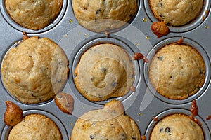 Close view of warm baked mini chocolate chip muffins in a baking pan