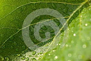 Close View Water Drops Leaf