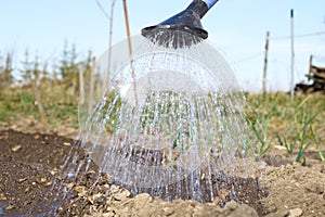 Close view of water pouring from watering can to the wet garden