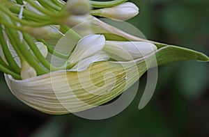 CLOSE VIEW OF WHITE AGAPANTHUS PETALS UNFOLDING FROM SCULPTED BUD COVE