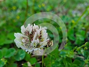 Close view on white clower`s flower