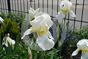 Close view of white flower of bearded iris