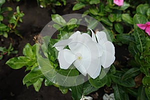 Close view of white flower of Catharanthus roseus