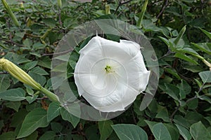 Close view of flower of Datura innoxia