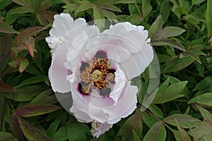 Close view of white flower of Paeonia rockii