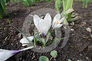 Close view of white flowers of Crocus vernus photo