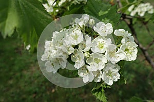 Close view of white flowers of northern downy hawthorn
