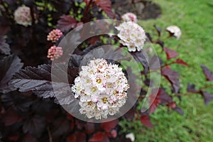 Close view of white flowers of purple-leaved Physocarpus opulifolius in May