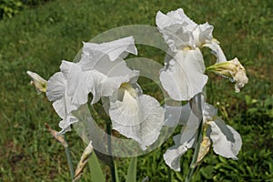Close view on white iris flowers covered with water drops