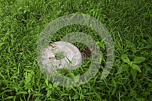 Close view of white round granite stone isolated on green grass