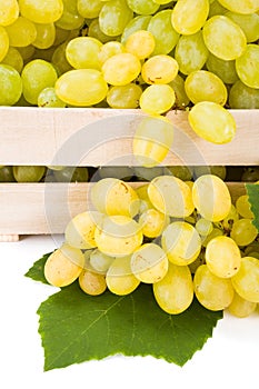 Close view of white table grape (Vitis) clusters