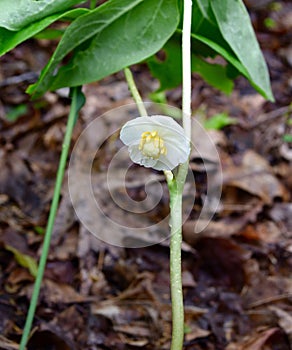 Close view of a white and yellow mayapple flower and green leaves growing in a spring forest.