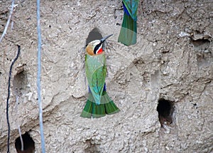 CLOSE VIEW OF WHITEFRONTED BEE-EATER BIRDS SITTING IN THE OPENING OF HIS HOLE IN A WALL OF A RIVER BANK