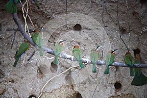 CLOSE VIEW OF WHITEFRONTED BEE-EATER SITTING IN A ROW ON A BRANCH