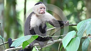 A close view of a Wild White-faced Capuchin (Cebus capucinus)