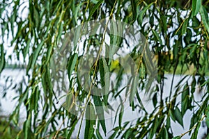 Close view of willow branches with water in the background