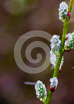 Close view of willow cats with open fluffy buds on a background of spring nature