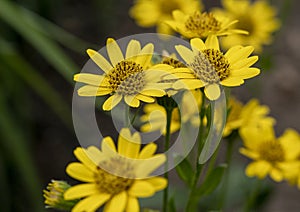 Close view of yellow Arnica Arnica Montana herb blossoms.Note