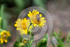 Close view of yellow ArnicaArnica Montana herb blossom.Shallow depth of field photo
