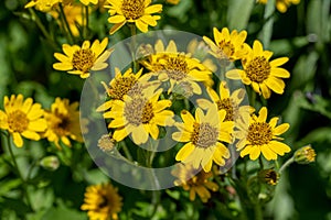 Close view of yellow ArnicaArnica Montana herb blossom.Note: Shallow depth of field photo