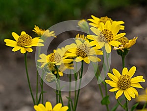 Close view of yellow ArnicaArnica Montana herb blossoms** Note photo