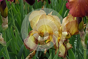 Close view of yellow and brown flowers of bearded irises