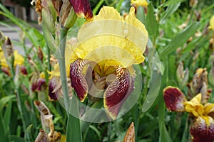 Close view of yellow and brownish red flower of bearded iris