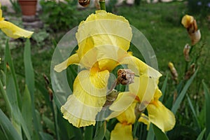 Close view of yellow flower of bearded iris