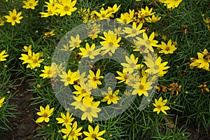 Close view of yellow flowers of Coreopsis verticillata in July