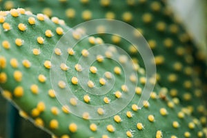 Close View Yellow Glochids On Green Leaf Of Opuntia Microdasys