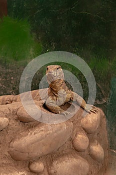 Close view of Yellow Monitor Lizard Varanus flavescens. Wildlife photography