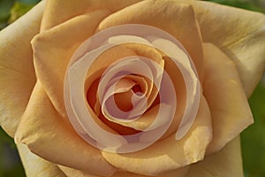 Close view of a yellow rose