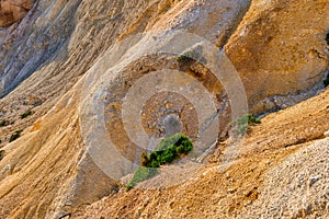 Close view of yellow sedimentary rock formations with some green grass. Sandy texture, weathered edges, sun-lit curly