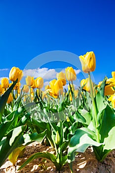 Close view of yellow tulips in sunshine during day