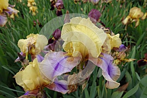 Close view of yellow and violet flower of Iris germanica