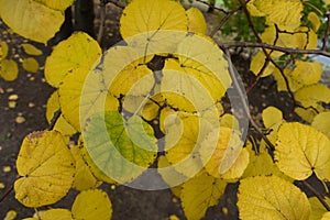 Close view of yellowish green leaf of lime