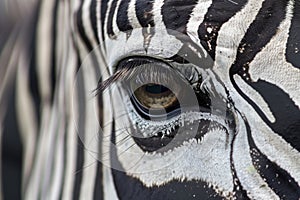close view of zebra eye with another zebra reflected in it