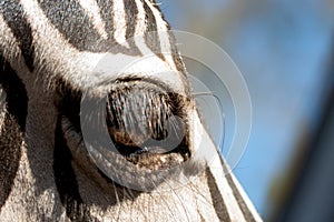 Close view of zebra in herd, in the mountains, next to rocks and in a natural background. Macro of animals, hot habitat. Zebra