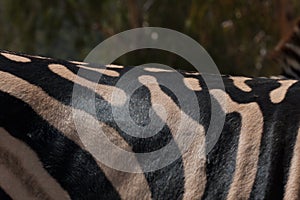 Close view of zebra in herd, in the mountains, next to rocks and in a natural background. Macro of animals, hot habitat. Zebra