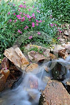 Close water flow with summer wildflowers